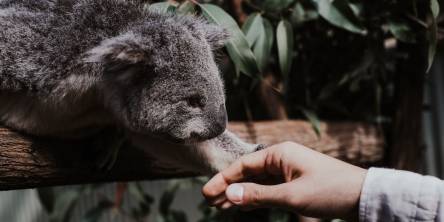 koala love animals